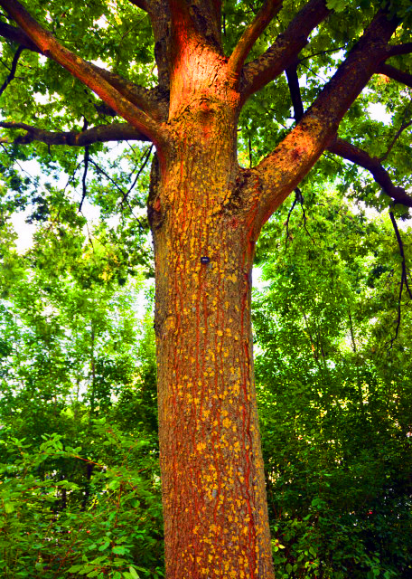 12_2017-08-20_Oak_Victor Hugo Planted in October 1840 ά�˶ࡤ�����1840����ֲ������-10001.JPG