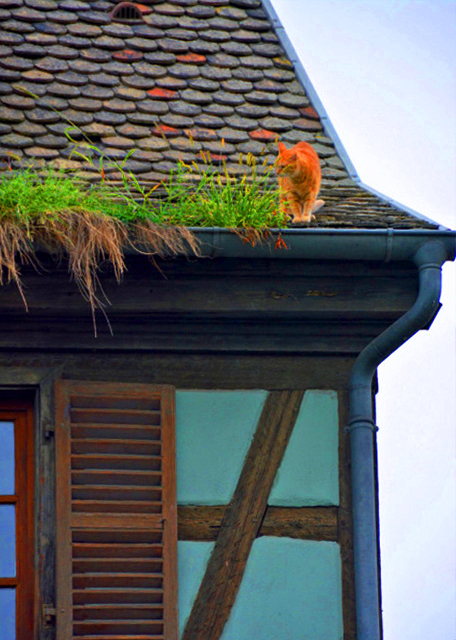 18_2017-08-21_Cat on the Roof ������è��0001.JPG