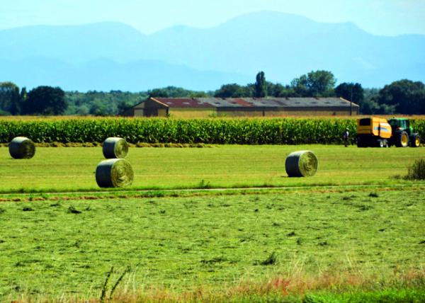05_2017-08-22_Farm_Round Hay Bale Բ�ɲ���-20001.JPG