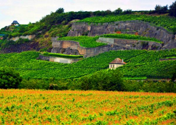 01_2017-08-22_Ihringen_Alsatian Wine Country ���ָ���������˹���Ѿ�֮��-10001.JPG