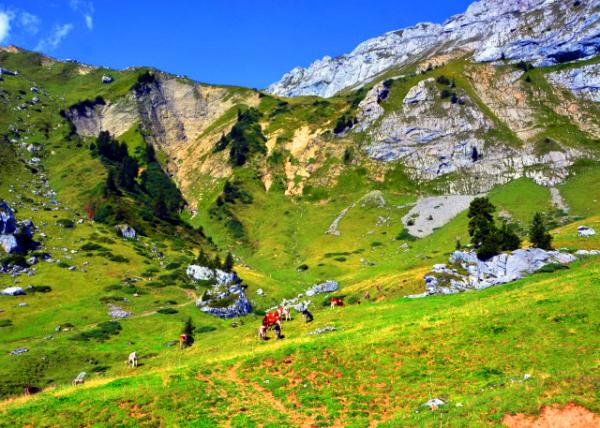 17_2017-08-24_Matthorn @ 2041 m or 6700 ft_Cattle ����2041��6700Ӣ�ߵ����ط塤ţȺ-10001.JPG