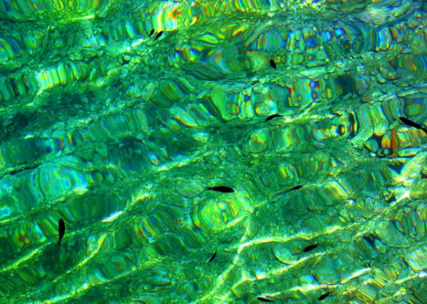 2018-07-13_Animal_Fish0001.JPG