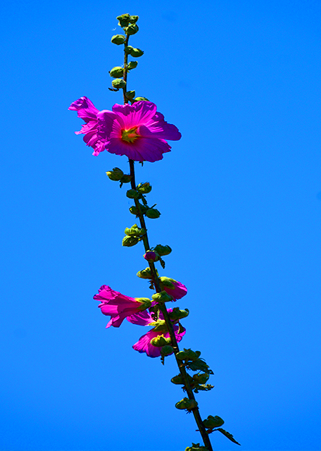 24_2018-07-14_Plant_Hollyhock-10001.JPG