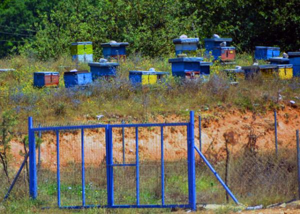 13_2018-07-14_Animal_Beehive Boxes ����0001.JPG