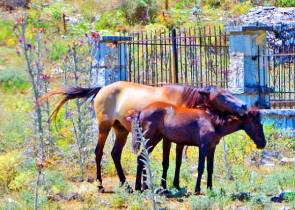 2018-07-14_Animal_Albanian Horses ������������0001.JPG
