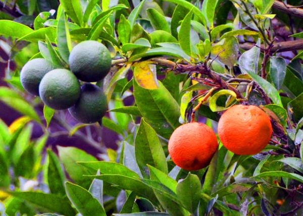 17_2018-07-17_Sorrento_St. Francis Church and Convent_Oranges ����0001.JPG