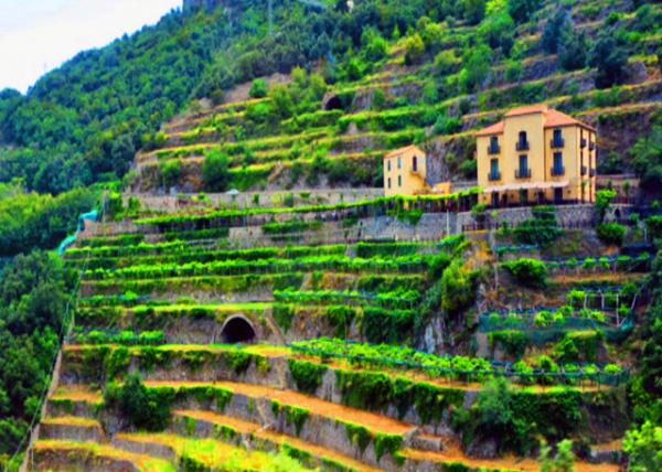 10_2018-07-17_Maiori_Mt Vineyards ɽ����԰-10001.JPG