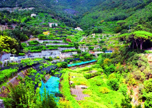 11_2018-07-17_Maiori_Terrace-40001.JPG
