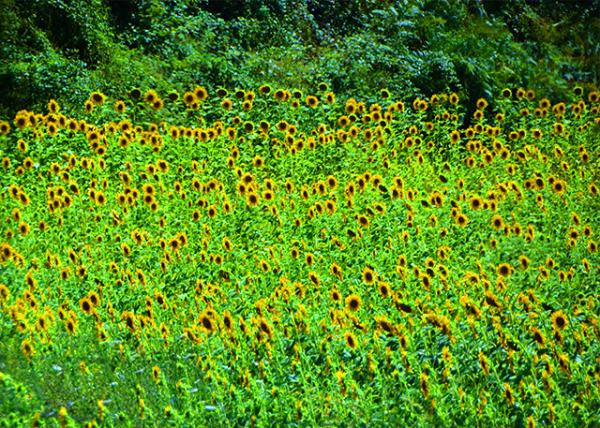 20_2018-07-18_Plant_Sunflower Field0001.JPG