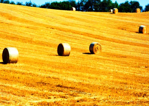 23_2018-07-18_Round Hay Bale �AǬ����0001.JPG
