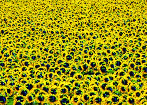 24_2018-07-19_Plant_Sunflower Field0001.JPG