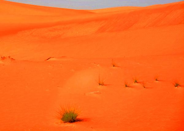 15_2013-12-10_Rub Al Khai Desert_The Ecoregion within the Arabian Desert and East Saharo-Arabian Xeric Shrublands ��̬�����ڰ�����ɳĮ�Ͷ�������-��������ʪ-70001.JPG
