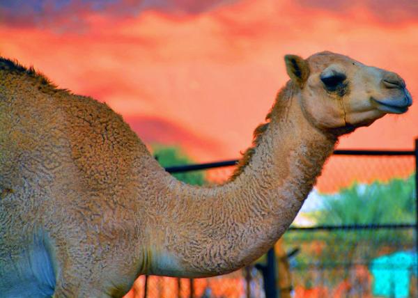 14_2013-12-10_Arabian Camel  w Long, Curved Neck, Narrow Chest, & Long Hairs on the Throat, Shoulders, & Humpl0001.JPG