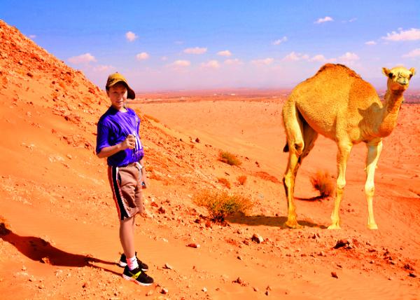 17_2013-12-10_Dromedary or Arabian Camel-1001.jpg