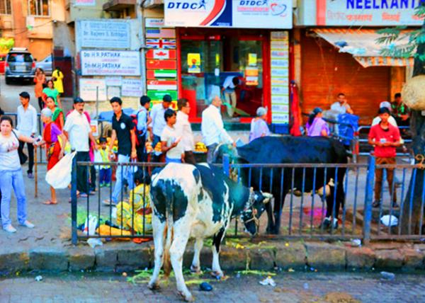 51_2013-12-14_Chor Bazaar, You can buy what you have lost in Mumbai back from this flea market-20001.JPG