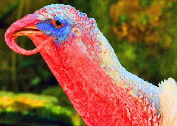 41_2013-12-16_Red-Head Turkey w Suspended Nose �����������ӵĺ�ͷ��-20001.JPG