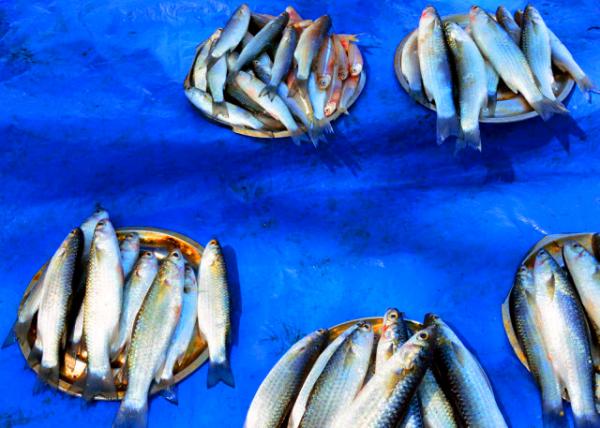 09_2013-12-18_Mackerels Stall ����̯0001.JPG