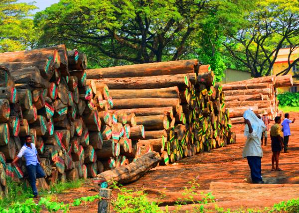 33_2013-12-18_Sandalwood Lumber Industry ̴��ľ�Ĺ�ҵ0001.JPG