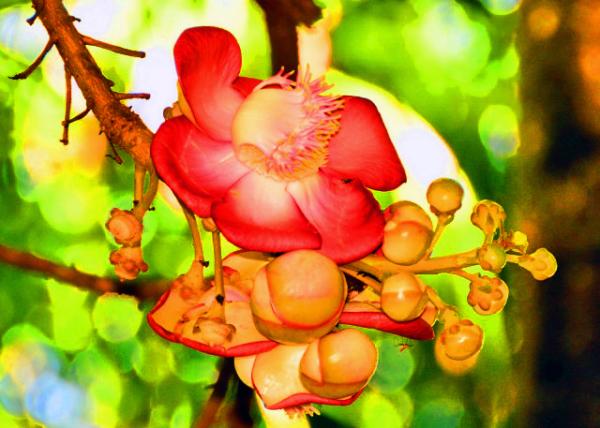 X_2013-12-23_Cannonball Tree Flower.JPG