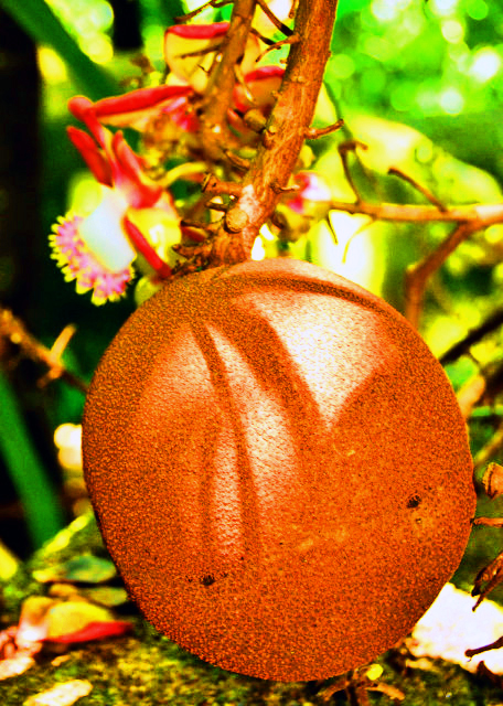X_2013-12-23_Cannonball Tree.JPG