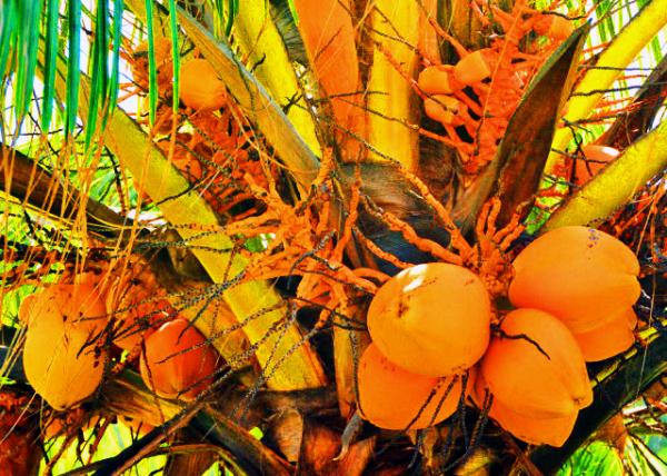 X_2013-12-23_Coconuts.JPG
