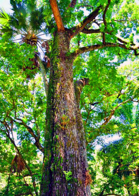 31_2013-12-23_Mahogany Tree �һ���ľ0001.JPG