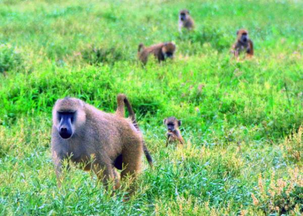 11_2013-12-26_A Troop of Baboon һȺ����-20001.JPG