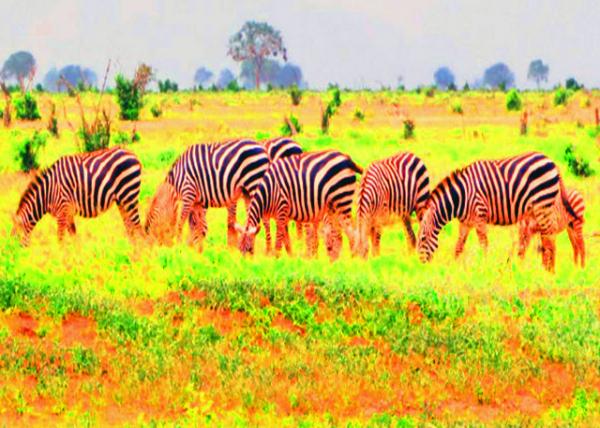 12_2013-12-26_A Dazzle of Zebra һȺ����-30001.JPG