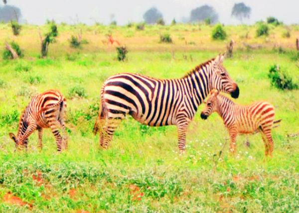 13_2013-12-26_A Dazzle of Zebra_Mom & Colts �����뺢����-80001.JPG