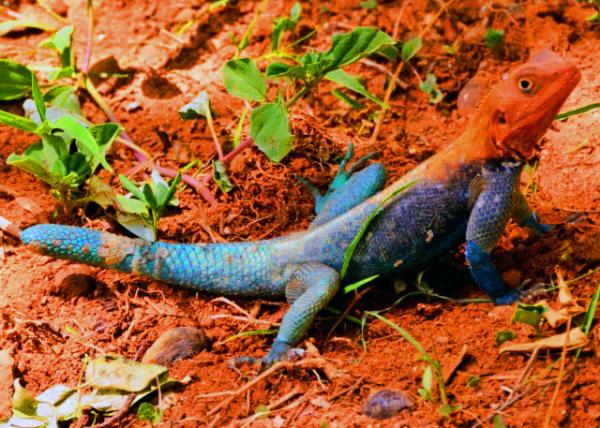 14_2013-12-26_Red-Headed Rock Agama �ʺ����-10001.JPG