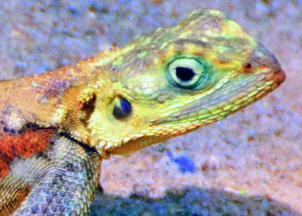 15_2013-12-26_Agama_Southern Rock Agama ʯ���� 40001.JPG