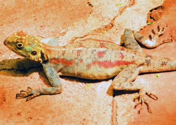 16_2013-12-26_Agama_Ground Agama ������80001.JPG