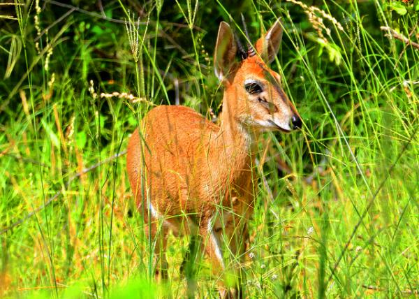 18_Bush Duiker ������0001.JPG
