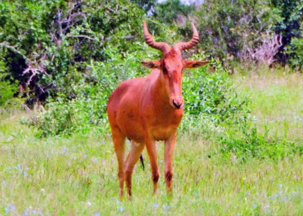 19_2013-12-26_Eland ����-10001.JPG