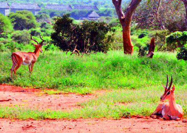 20_2013-12-26_Hartebeest ����-20001.JPG