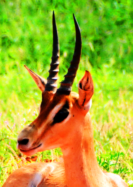 21_2013-12-26_Hartebeest-30001.JPG