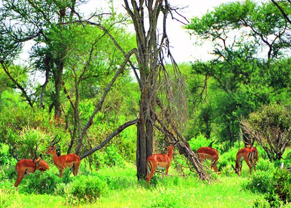 22_2013-12-26_Impala0001.JPG