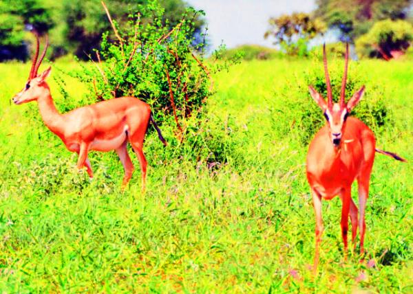 23_2013-12-26_Impala ����-30001.JPG