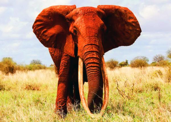 24_Dust-Red Elephantt0001.JPG