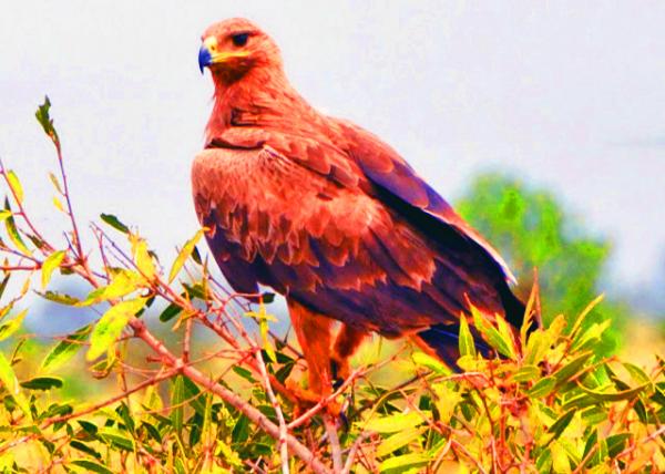25_2013-12-26_Black Kite ���-10001.JPG
