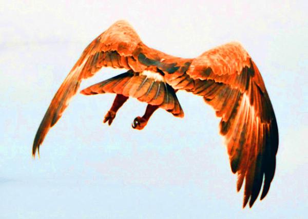 26_2013-12-26_Black Kite-20001.JPG