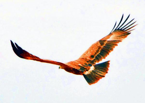 26_2013-12-26_Black Kite-30001.JPG