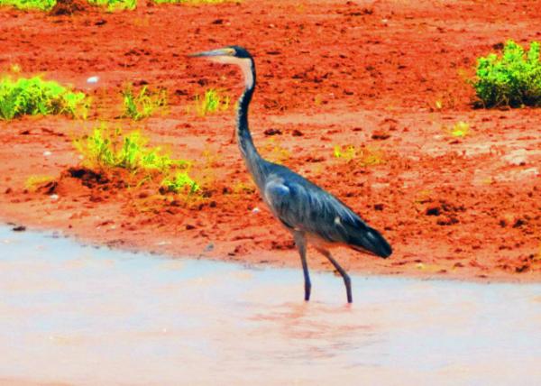 30_2013-12-26_Grey Heron ����-20001.JPG