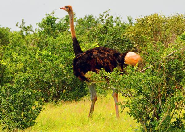 32_2013-12-26_Ostrich female ĸ����0001.JPG