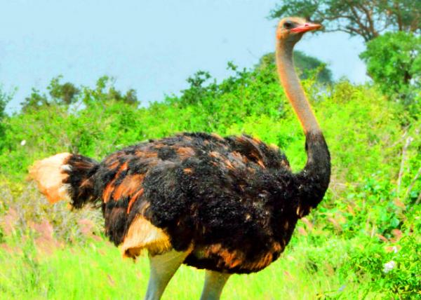 33_2013-12-26_Ostrich Male0001.JPG