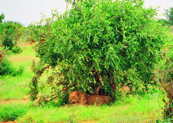 34_2013-12-26_Man-Eaters of Tsavo-20001.JPG