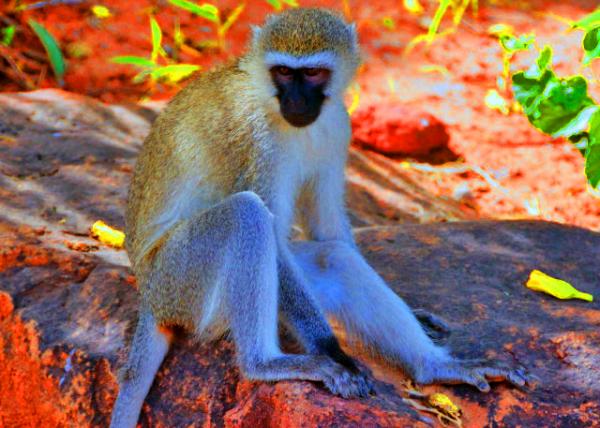 35_2013-12-26_Vervet Monkey �ڳ�β��0001.JPG
