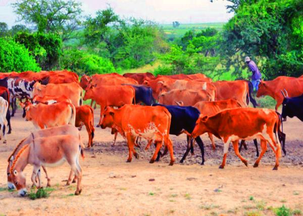 36_2013-12-26_A Drove of Cows һȺţ0001.JPG