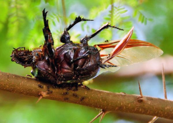 37_2013-12-26_Cicada ��0001.JPG