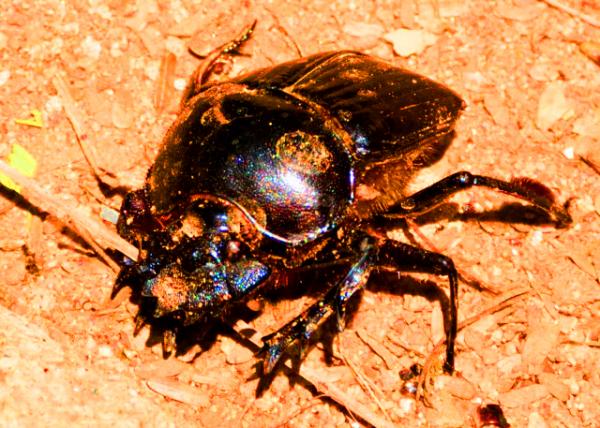 38_2013-12-26_Beetle �׳�0001.JPG